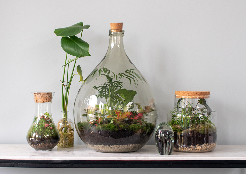Terrarium plante grasse près de Fumel