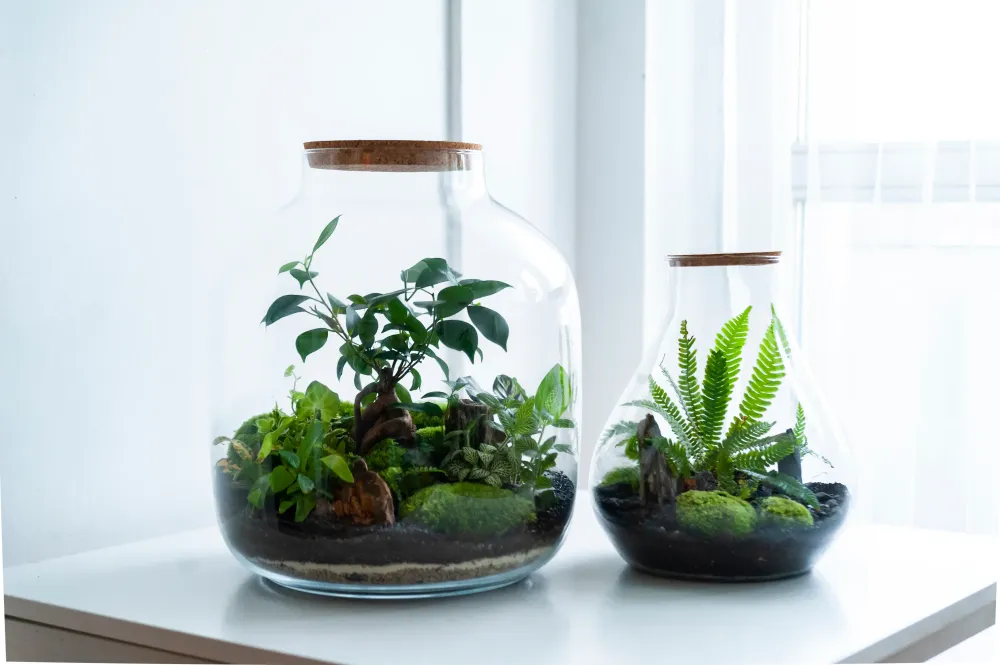 Terrarium